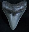 Megalodon Tooth - Glossy & Sharp #3924-1